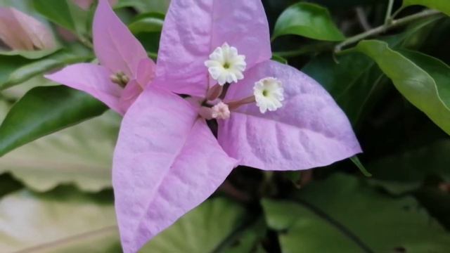 Bougainvillea spectabilis / boganvilla / බෝගන්විලා смотреть онлайн