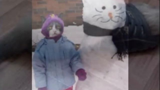 Ненавижу кошек! I hate cats смотреть онлайн