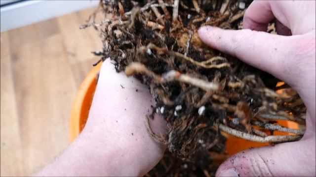 Repotting My Amaryllis Bulbs (2021) смотреть онлайн