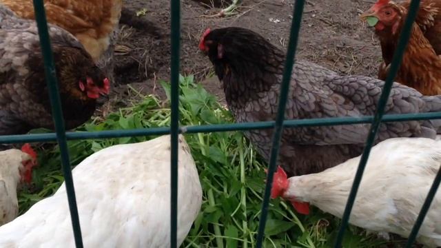 Как Отучить Курицу Есть Свои Яйца? смотреть онлайн