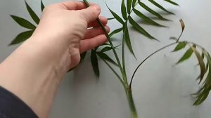 Наращивание корней хамедорейе во мхе. Часть 2: корни проросли