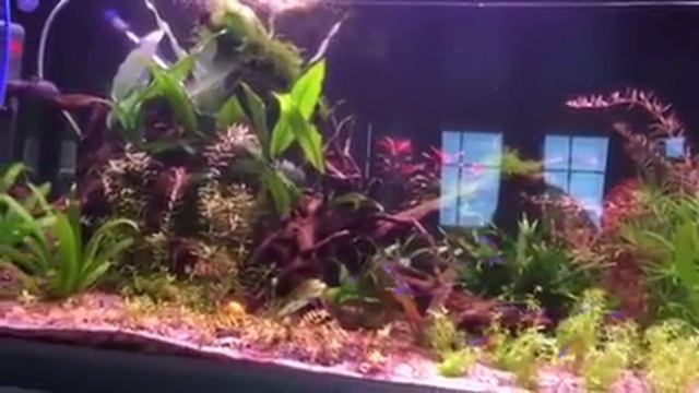 Added Hemianthus micranthemoides смотреть онлайн