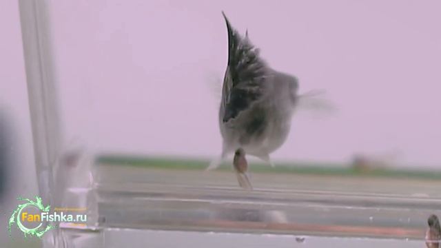 ГУППИ размножение, разведение и роды этих рыбок видео-обзор смотреть онлайн