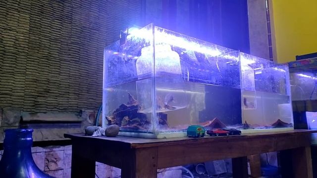 Progress Chana Auranti & Andrao Day 8 Cleaning Tank смотреть онлайн