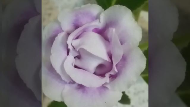 Глоксиния смотреть онлайн