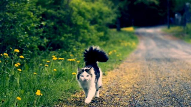 Как потерявшиеся коты находят дорогу домой? смотреть онлайн