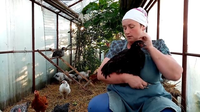 Так когда же ЗАНЕСУТСЯ куры молодки. С какого возраста куры несут яйца.