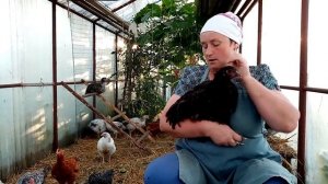 Так когда же ЗАНЕСУТСЯ куры молодки. С какого возраста куры несут яйца.