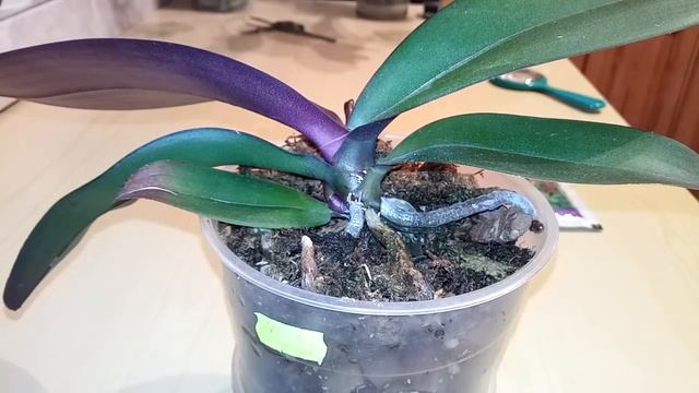 Панцирные клещи-мелкие черные точки на орхидеях. Что делать? смотреть онлайн