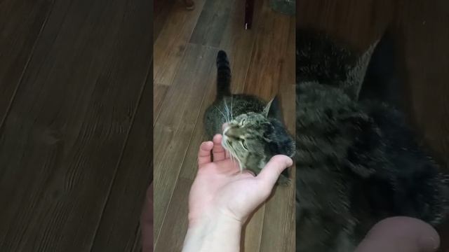 Искупление вины перед подопечным... Кошечка, я тебя люблю! смотреть онлайн
