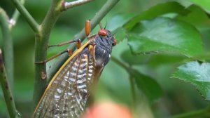 Цикады кто это. Как создают звуки насекомые. Цикады звуки.