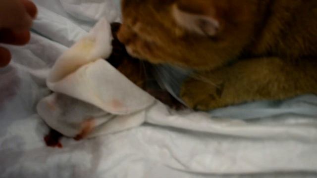 Роды у Британской Золотой кошки 2 часть . Уникальные кадры рождения!!! смотреть онлайн