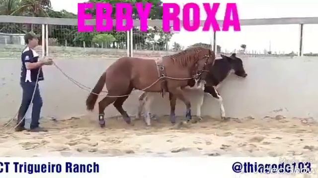 Обучение лошади ведению бычка. смотреть онлайн