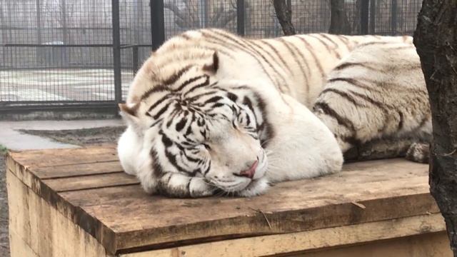Год Раджи) Тайган The white tiger смотреть онлайн