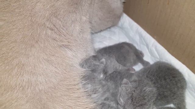 №148 Как накормить новорожденных котят курицей (#британские #кошки #happy #cats #сара #sara) смотреть онлайн