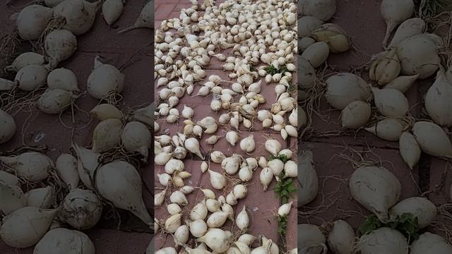 Лук шалот(семейный) Белая Королева, заказ по вацапу 9067064556 смотреть онлайн