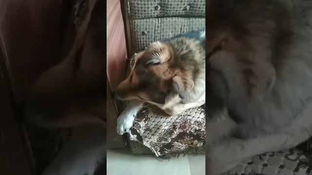 Мои животные #хорёк #черепаха #Ящерица #собака #кот смотреть онлайн