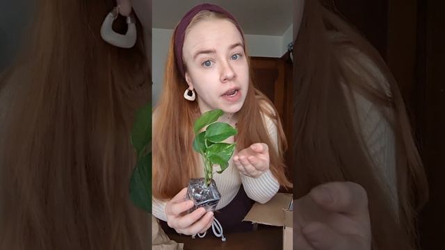 I Ordered Mystery Rescue Plants Online! Plant Haul with Tissue Cultures and Lots of Surprises! смотреть онлайн
