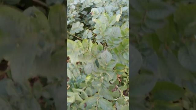 7 сентября 2023 г. Ура сорта кортошки без вредных привычек?Посадил и забыл?Ватсап 89209215210 смотреть онлайн