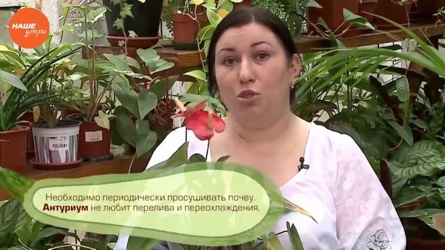 Спатифиллум и антуриум смотреть онлайн