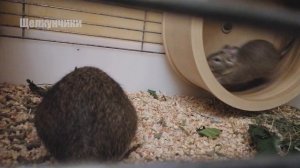 Интересные факты о дегу