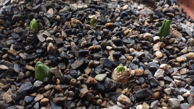 Indoors winter gardening - Oxalis Triangularis | Forced Hyacinths | Monstera Deliciosa смотреть онлайн