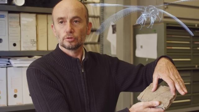 What Caused The Extinction Of Giant Insects? | Full Documentary