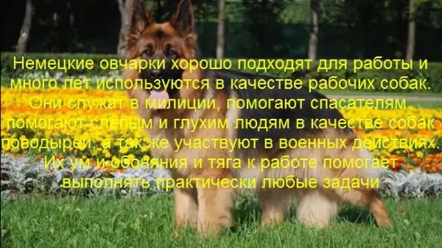 немецкая овчарка описание породы содержание и уход смотреть онлайн