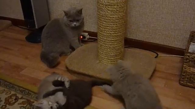 зарядка и развлечения шотландских лиловых котят смотреть онлайн