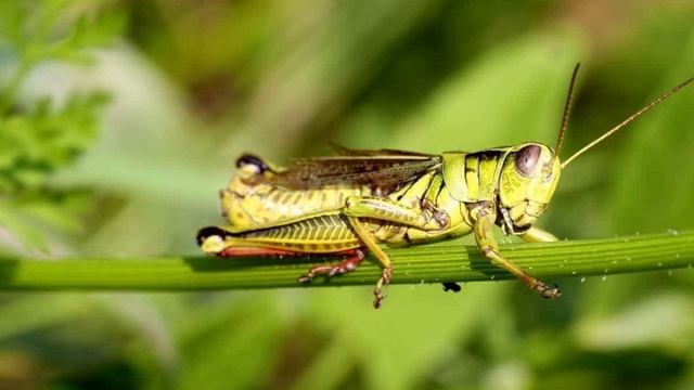 Звуки сверчков смотреть онлайн