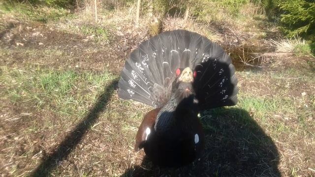 Spelande Tjädertupp(1).mp4