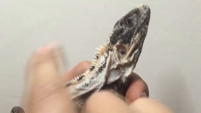 10 Самых Удивительных Фактов о Мексике смотреть онлайн