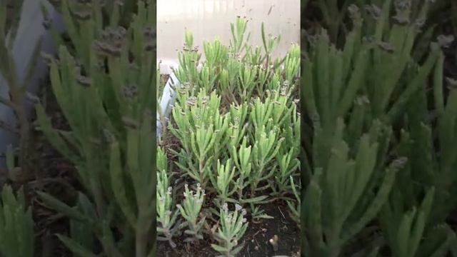Каланхоэ трубкоцветный (Kalanchoe tubiflora) смотреть онлайн