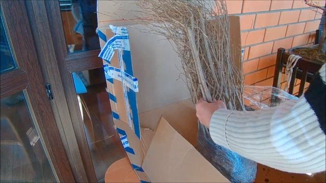 Посылка из Майкопа клёны, вязы и айва продолгова́тая Cydonia oblōnga 6 апреля 2021 год смотреть онлайн