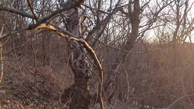 Ковалёвская балка смотреть онлайн