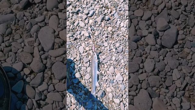 27.05.23. Мальма.Рыбалка на Гадле (река Ола) на воблеры от Мусурок????? смотреть онлайн