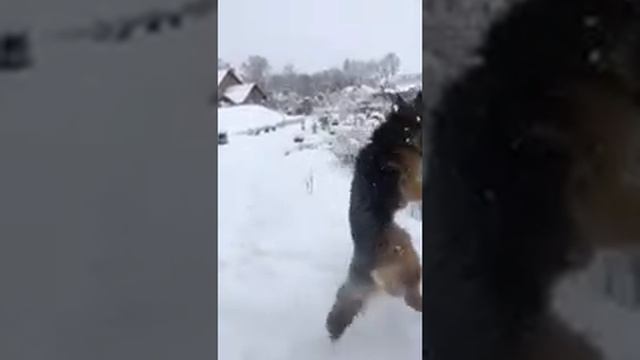 Немецкая овчарка на снегу прыжки замедленно смотреть онлайн