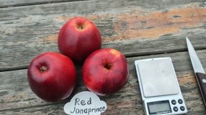 Черный принц - яблоня Ред Джонапринц (apple Red Jonaprince). Обзор и дегустация