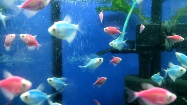 Как и чем кормить ТЕРНЕЦИИ GLOFISH - аквариумистика