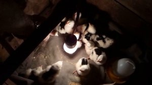 У цыпленка не втянулся пупок что делать Часть 2