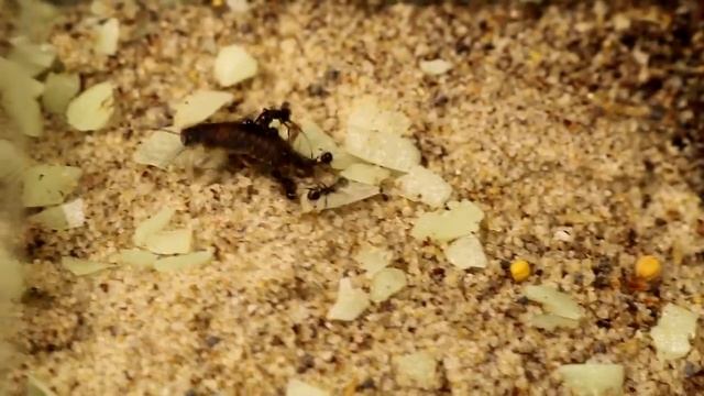 ЧТО ЕСЛИ ОГРОМНОГО ПАУКА ОПУСТИТЬ В МУРАВЬИНУЮ ФЕРМУ ?! ЖЕСТОКАЯ БИТВА - НАПАДЕНИЕ ! смотреть онлайн