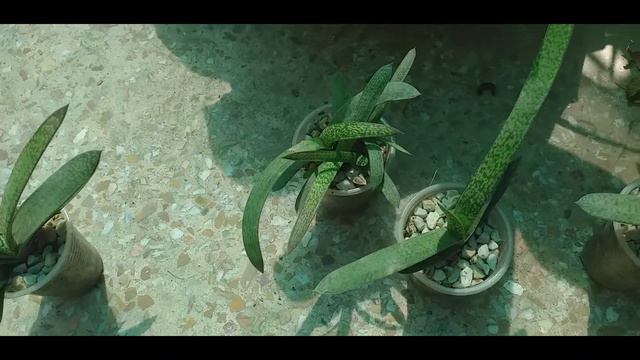 How to grow, plant & care of Gasteria смотреть онлайн