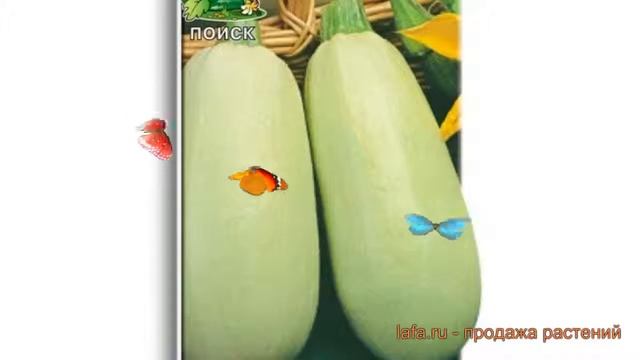 Кабачок обыкновенный Якорь (yakor) ? кабачок Якорь обзор: как сажать семена кабачка Якорь смотреть онлайн