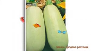Кабачок обыкновенный Якорь (yakor) ? кабачок Якорь обзор: как сажать семена кабачка Якорь