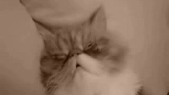 Забавные животные 07 смотреть онлайн