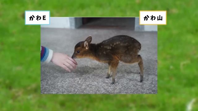 【2ch動物スレ】害獣、アライグマの悪行の数々・・・これはひどいwww смотреть онлайн