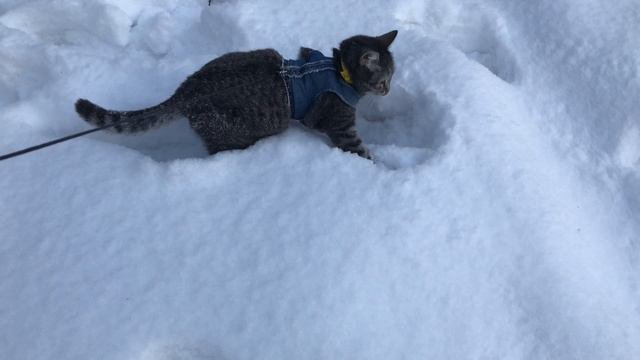 Кошка Буся боится лыжников смотреть онлайн