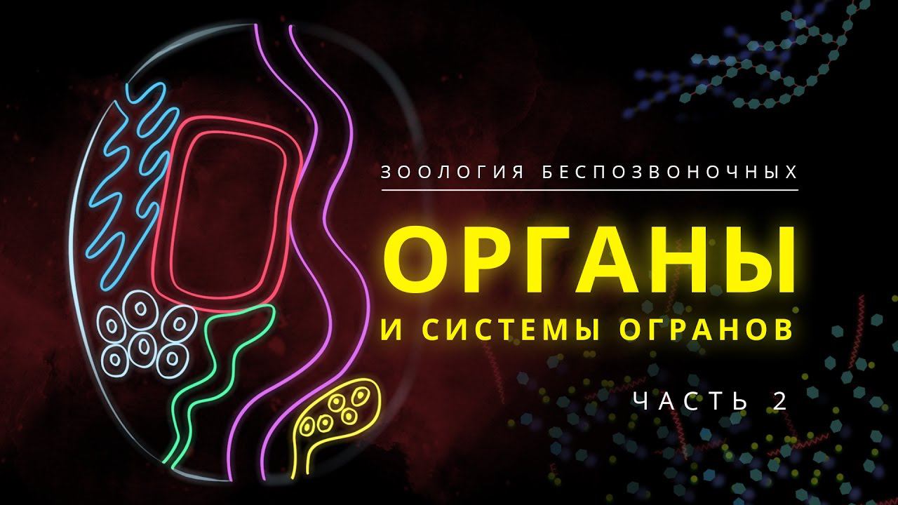 3. Органы и системы органов. Часть 2. Зоология беспозвоночных - 7 класс смотреть онлайн