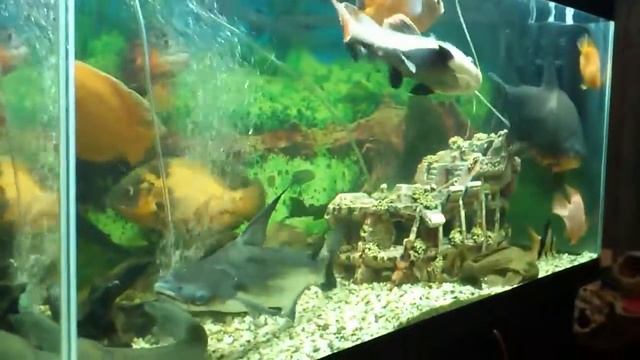 краснохвостый сом Попугай (Red parrot) 3 смотреть онлайн