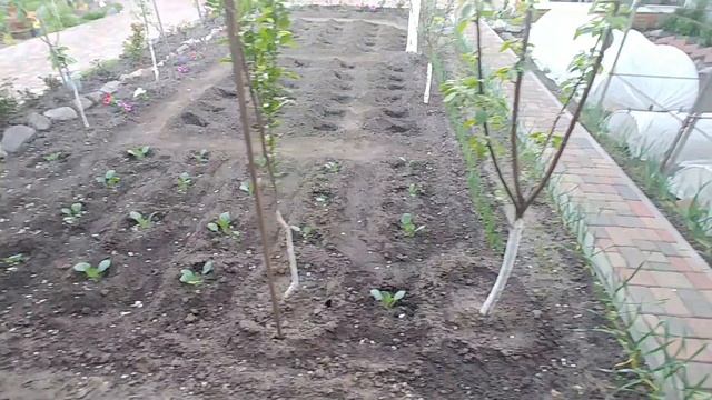 Оформление грядки своими руками: на 6 ти сотках, идеи смотреть онлайн